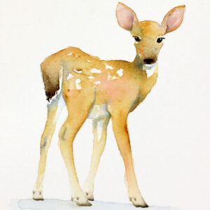 Watercolor Painting Fawn