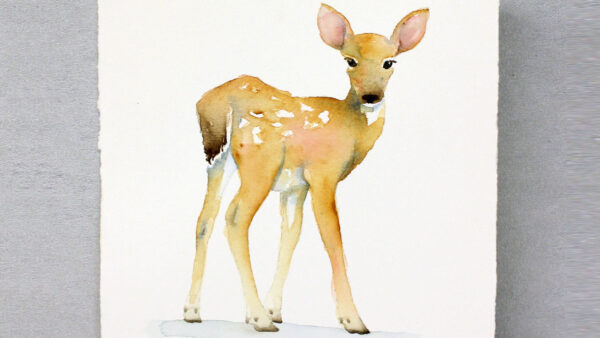 Watercolor Painting Fawn