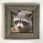 Small Works Fine Art Shop | 34. Racoon Photo by David Demarest