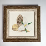 Small Works Fine Art Shop | 39. Trillium & Morel by Anna Snook