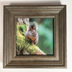 Small Works Fine Art Shop - 47. What you doin (Squirrel) by Katie Brower