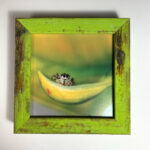 Small Works Fine Art Shop - 48. On a Banana Sled! (Jumping Spider) by Jerilyn Brower